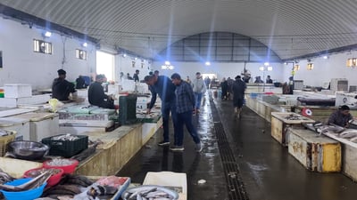 “سلطان إبراهيم” من أغلى أسماك مصر وتركيا يباع بـ 4 آلاف في العراق