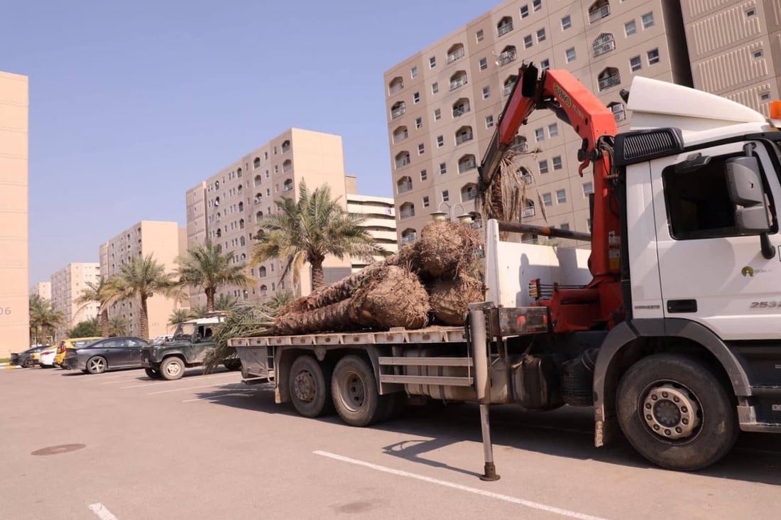 صور: سكان بسماية يزرعون النخيل والثيل قبل الصيف.. “الحياة أجمل الآن”