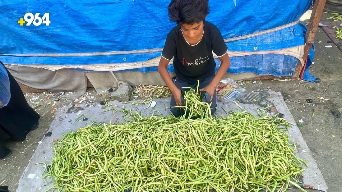 صور: وصول “التوحة” من بساتين شمال البصرة.. تنافس لوبياء سامراء لكن لشهر واحد