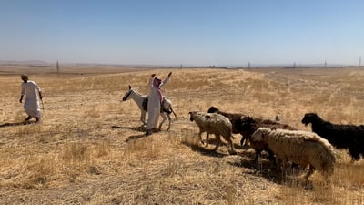 لدى الموصل خروف بملايين ويعيش سنة مع حمار.. قصة المرياع ومهماته القيادية