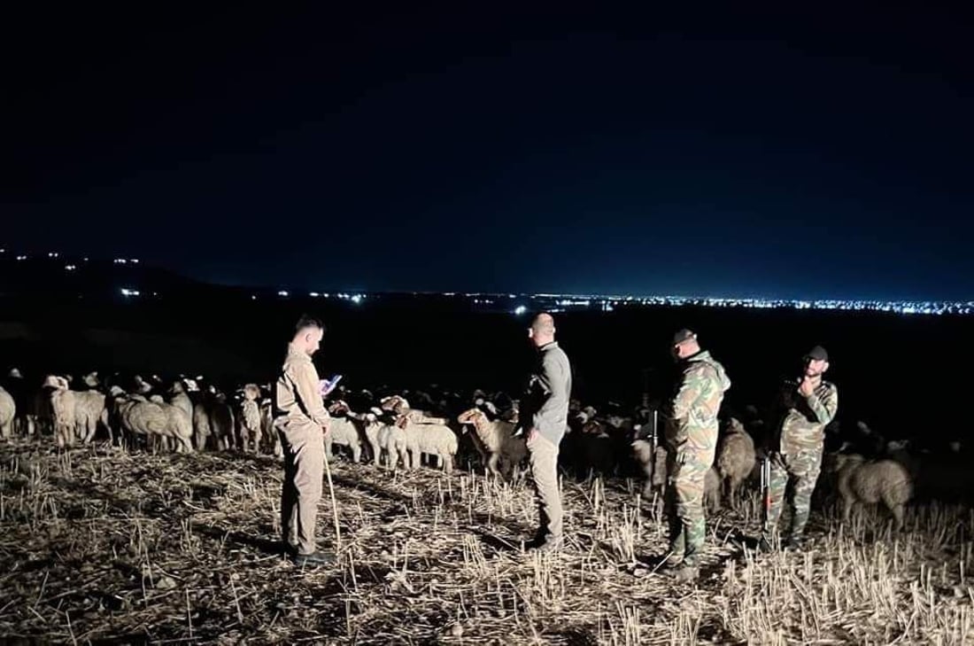  700 سەرمەڕ دەستیان بەسەرداگیرا