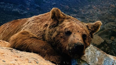 ورچەکەی باڵەکایەتی نەوەی 7500 ساڵە