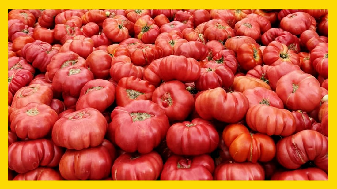 داوا له‌ جوتیارانى گوندى فه‌قێ مسته‌فا كرا تۆوى ته‌ماته‌ به‌ناوبانگه‌كه‌یان بپارێزن