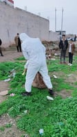 Poisoning of stray dogs in Tuz Khurmatu sparks investigation