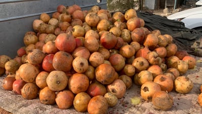 بانتظار البرتقال.. رمان ديالى يملأ أسواق أبو غريب (صور)