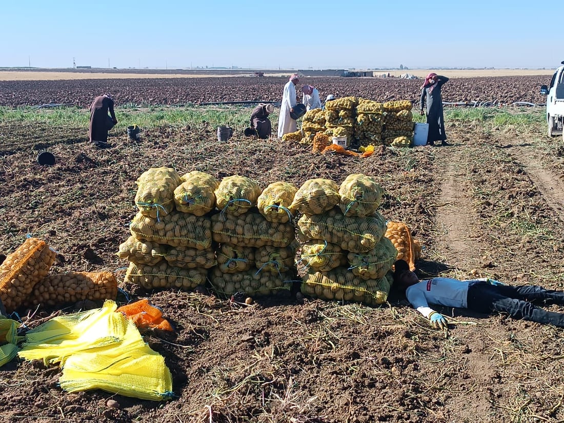 صور: ربيعة قطفت البطاطا لكنها ليست دائماً للبيع.. تجار بغداد وصلوا بسرعة