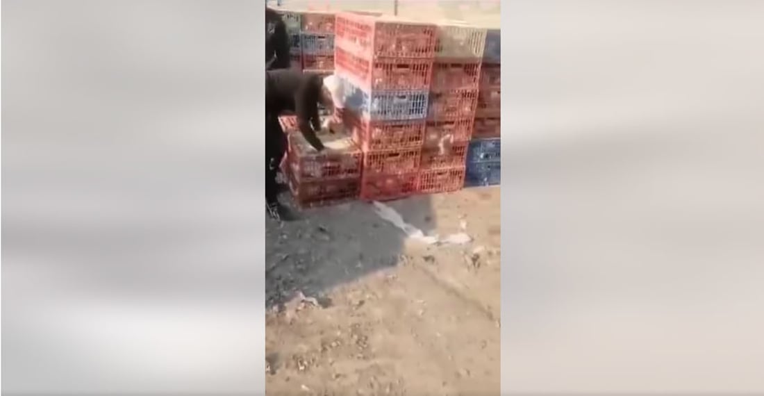فيديو: خسائر كبيرة في الدجاج عند سيطرة جسر الشرقاط ومطالبات بتدخل العمليات