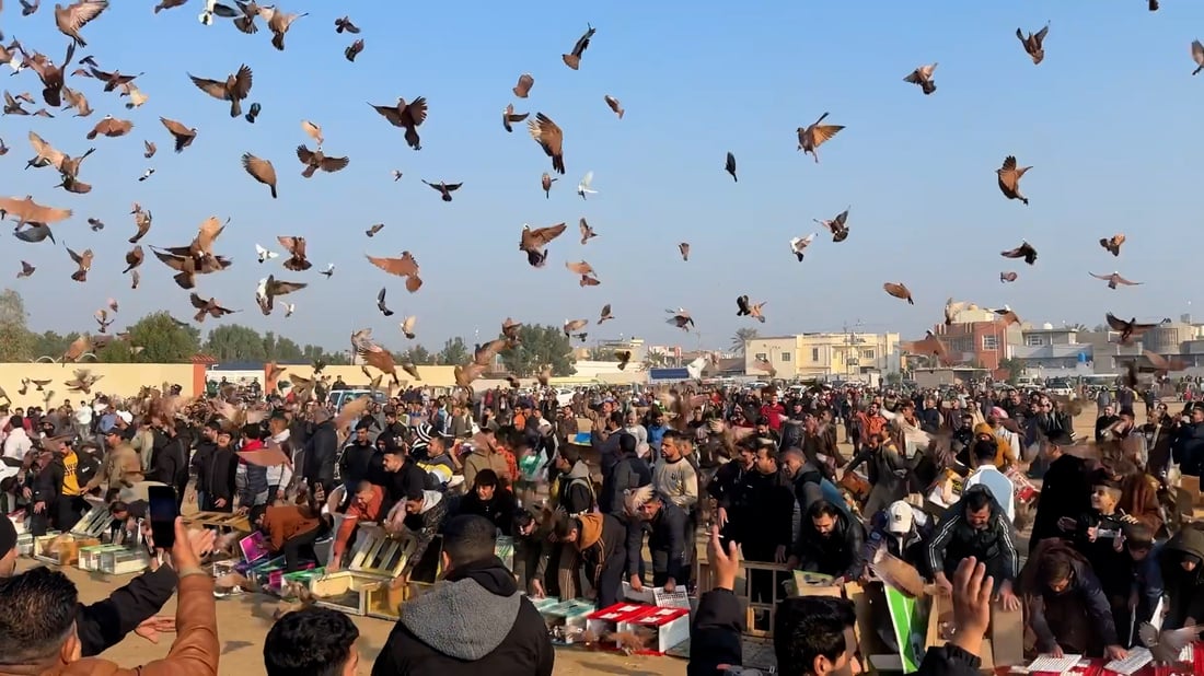 من كل مدينة طير.. إطلاق 3 آلاف أحمر في كرنفال المطيرجية