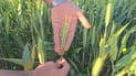 Nineveh launches wheat harvest with 600,000-ton production target