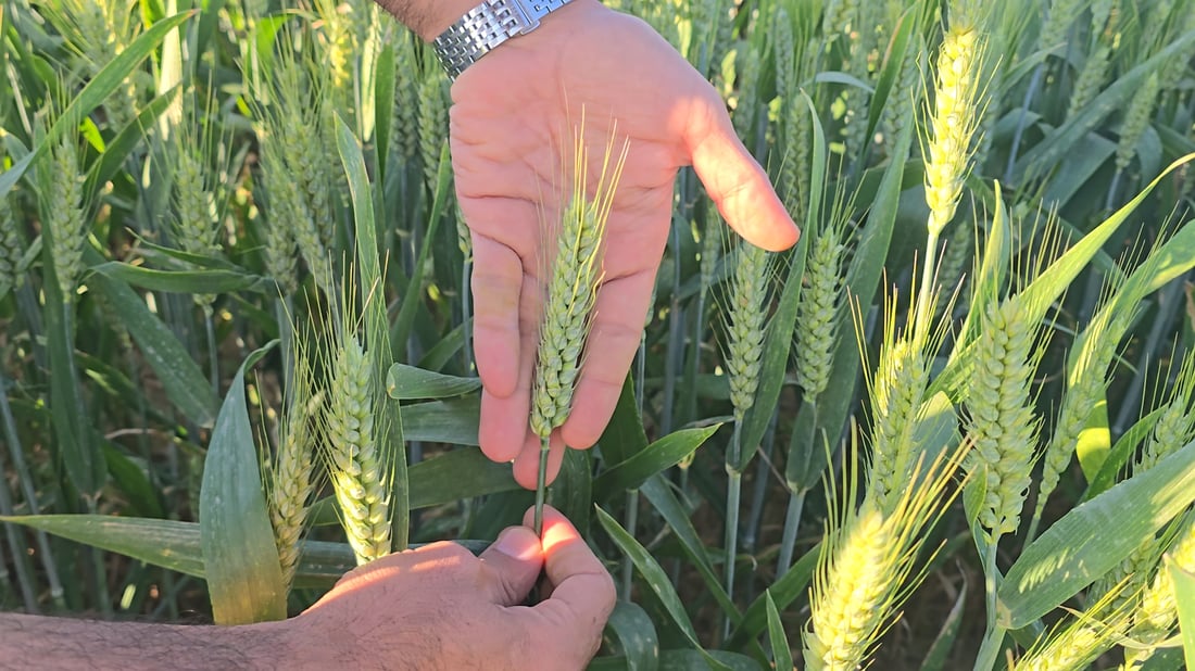 Smart farm in Nineveh tests foreign wheat varieties against local crop