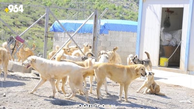 کرێکار دەستناکەوێت بۆ گرتنی سەگە بێلانەکانی دەربەندیخان
