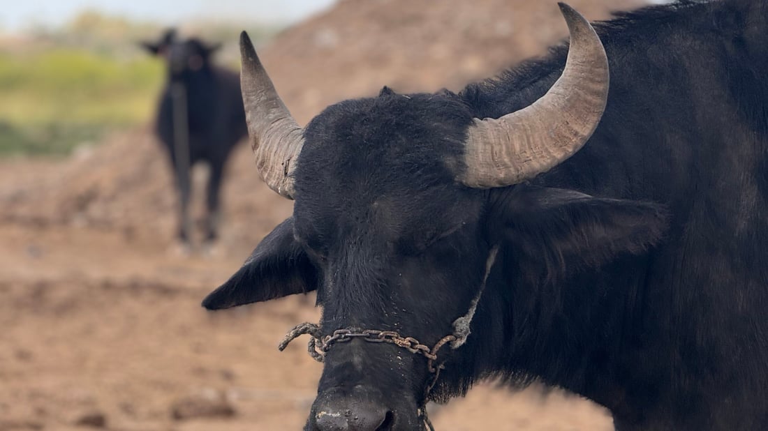 صور تعيد الأمل.. الجواميس غطست في شط المشخاب مجدداً بعد “أسوأ عامين”