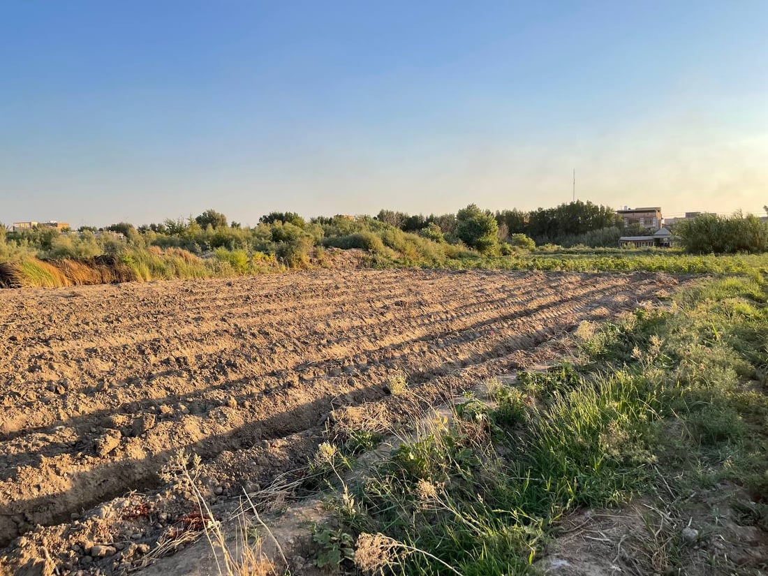 صور من “مزيرعة”: موسم “الباميا” الثاني بدأ والزبائن ينتظرون محصول “الديرة”