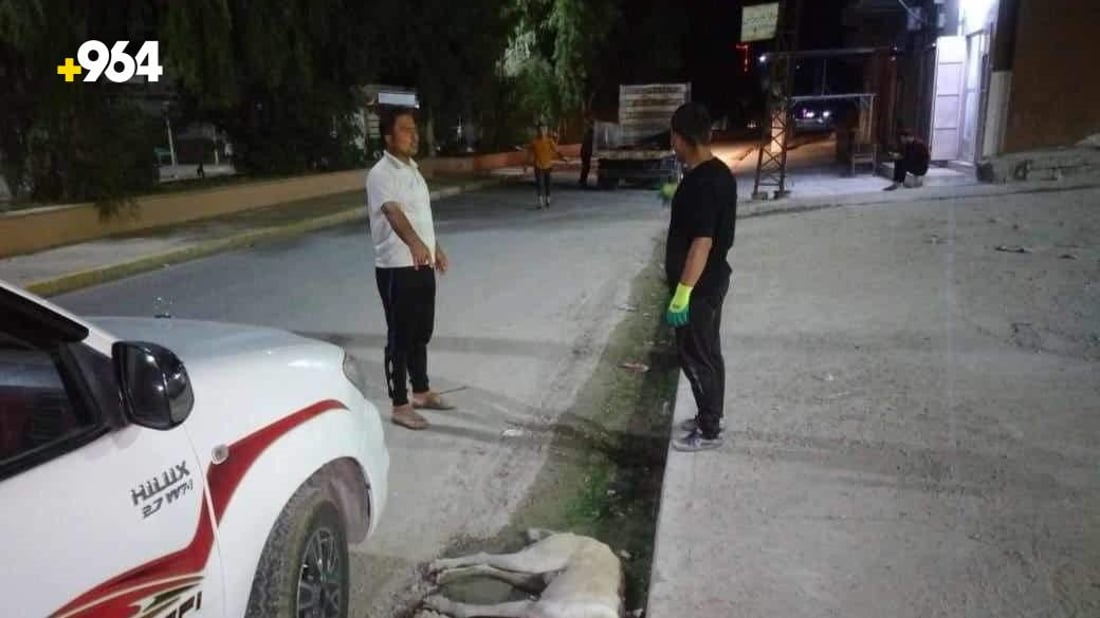 صور: العياضية تنتقم من الكلاب السائبة بعد ليالي مرعبة وحالتي وفاة