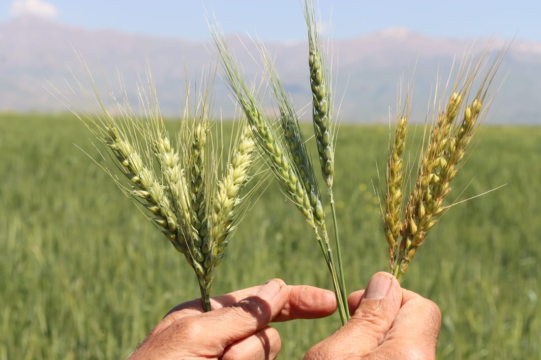 مێرووى سن له‌ ناو گه‌نمى هه‌ڵه‌بجه‌ بڵاوبووه‌ته‌وه‌ به‌ڵام گه‌راى دانه‌ناوه‌