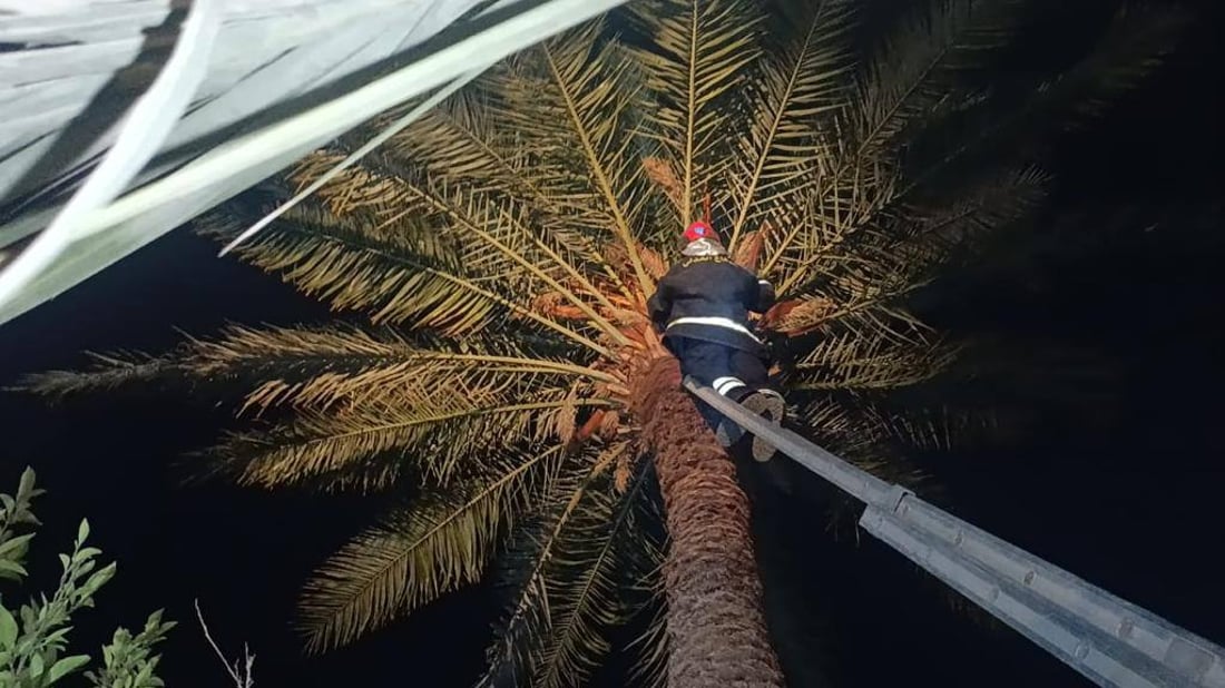 رجال الدفاع المدني يلبون طلب أطفال لإنقاذ “قطة” عالقة فوق نخلة في كربلاء