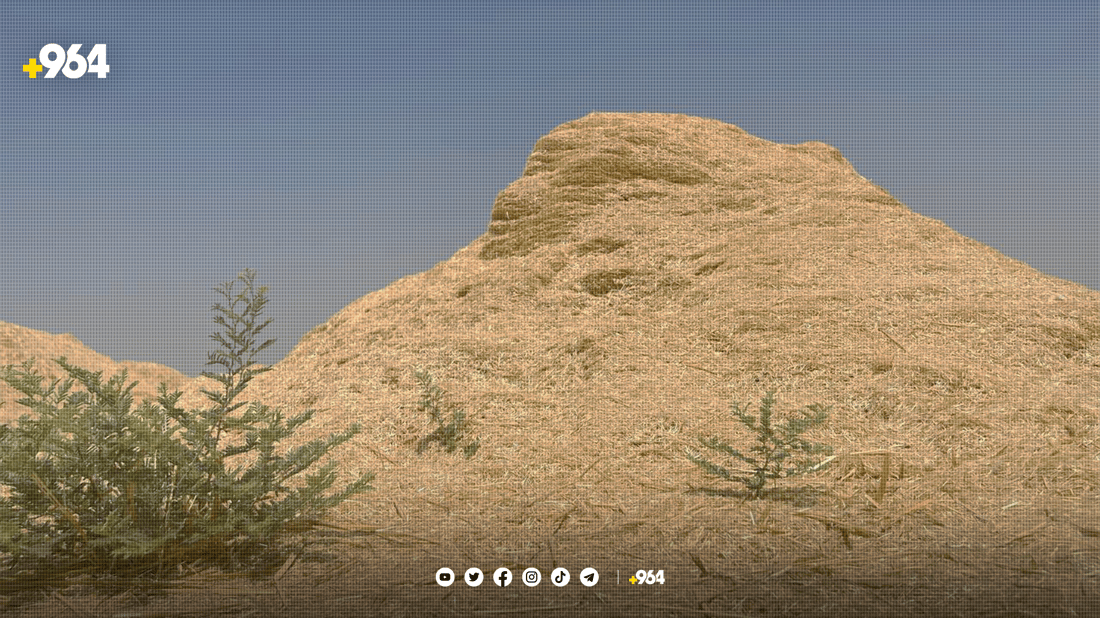 ئەمساڵ هەرزانی نرخی “کا” ئاژەڵی تێر کردووە