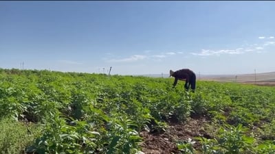 لە دەڤەری زرارەتی هه‌موو جوتیارێك ناتوانێت خۆى له‌ چاندنى كونجى بدات