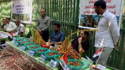 أهل العمارة يفاخرون بتمر “الصاعقي والحابسي” وسمعوا بـ”القرنفلي”