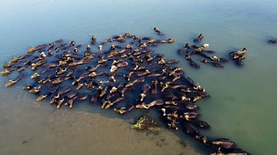 مشاهد نادرة من الموصل: الجواميس تلوذ بكتف دجلة والرعاة يسلمون حليبها للمصانع