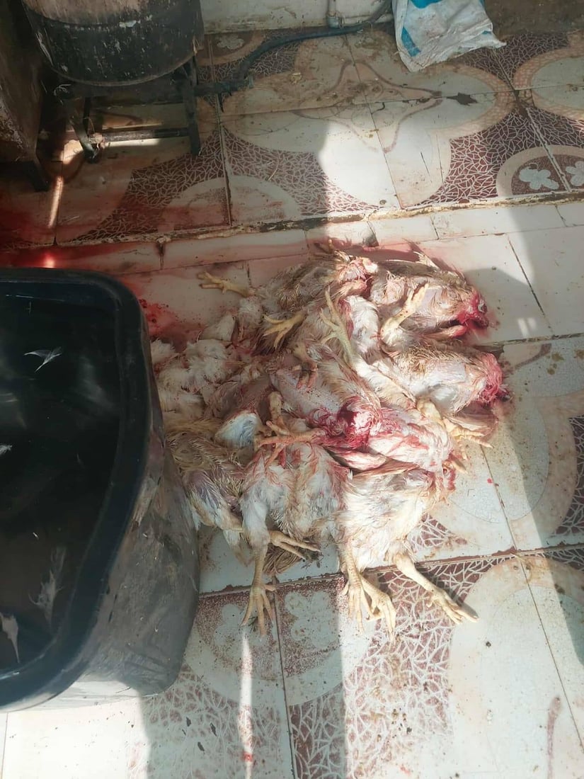 لە هەڵەبجە 30 مریشکی زیندوو دەستیان بەسەرداگیرا و لەناوبران