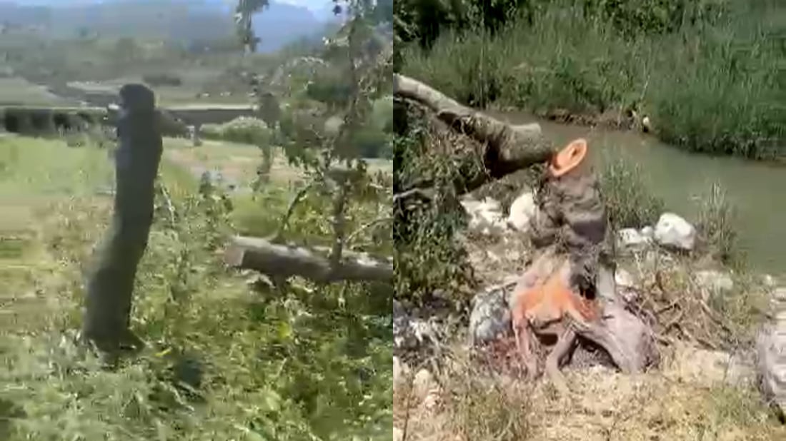 Duhok authorities investigate felling of century-old trees in Amedi’s Kwane area