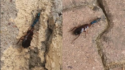 ململانێى مێرولەى قورمزى و سیسرک