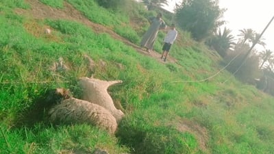 الرضوانية مرعوبة من “كيبل” كهرباء منفلت.. قتل 15 رأس غنم في أسبوع (فيديو)