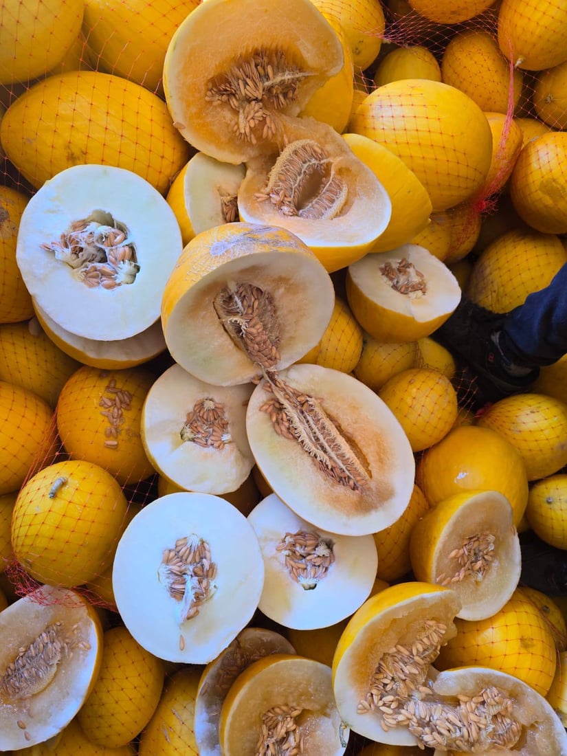 نزیکەى 11 تۆن کاڵەکى نەشیاو دەستى بەسەرداگیرا