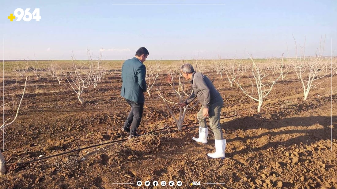 بەرهەمی باخ و رەزەکانی گەشتووەتە هەموو کوردستان