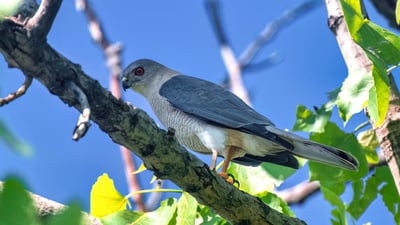 باڵندەیەکی “راپتۆری” دەگمەن لە دەڤەری بارزان بینرا و وێنەی تۆمارکراوە
