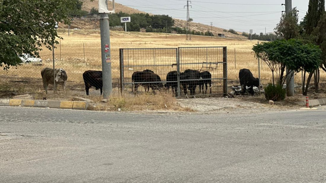 ئاژەڵی بەرەڵا لە خاوەنەكەی وەردەگیرێتەوە