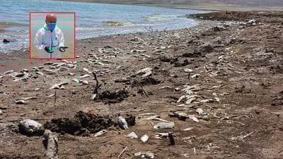 بە دواداچوون بۆ لەناوچوونی هەزاران ماسی لە بەنداوی موسڵ دەکرێت