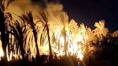 Fire destroys 100 palm trees in northern Basra orchard