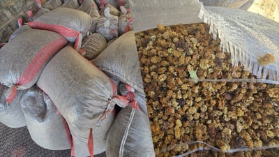 نزیکەی تۆن و نیوێک تووی وشک دەستی بەسەردا گیرا 