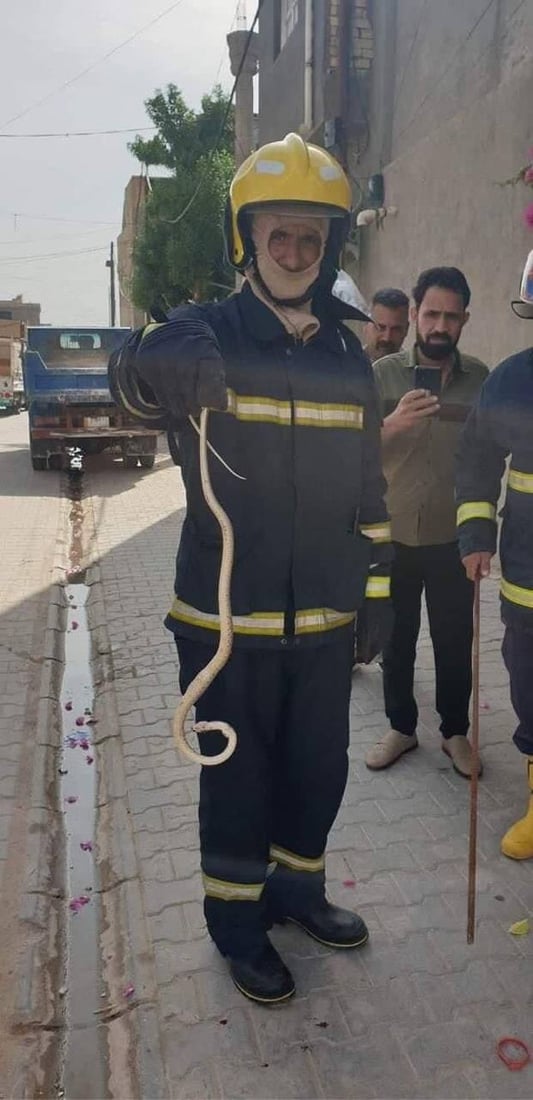 (صور) نجفي يستغيث بالدفاع المدني بعد قيام أفعى بالتهام طيوره