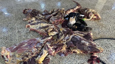 لە شارەزوور پێنج حاڵەت هۆکاربوون بۆ لەناوبردنی لاشەی ئاژەڵ