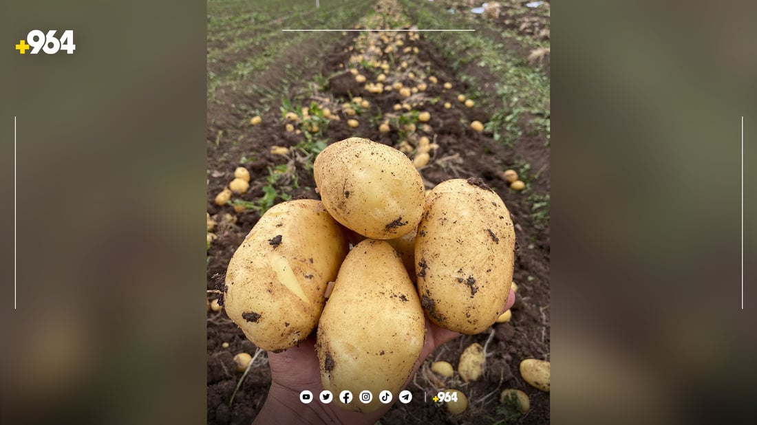 ئەمساڵ لە سنووری دهۆک 45 هەزار دۆنم زەوی کراوەتە پەتاتە