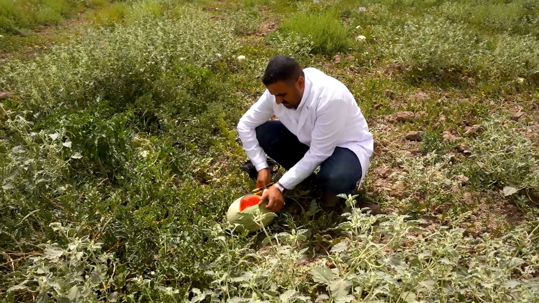 University of Anbar researchers develop fusarium-resistant watermelon grafts