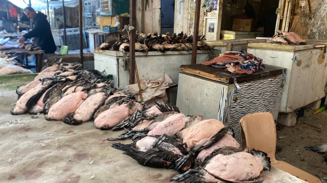 صور من سوق الطيور في العمارة: جفاف الأهوار رفع الأسعار إلى الضعف