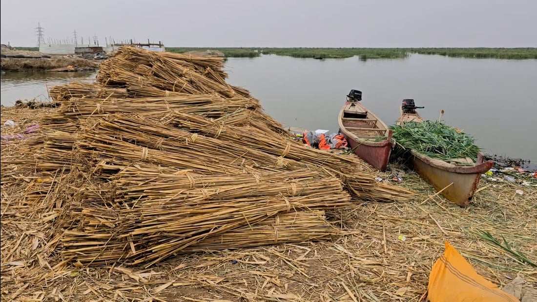 Reed harvesters in Dhi Qar fuel traditional economy across southern Iraq