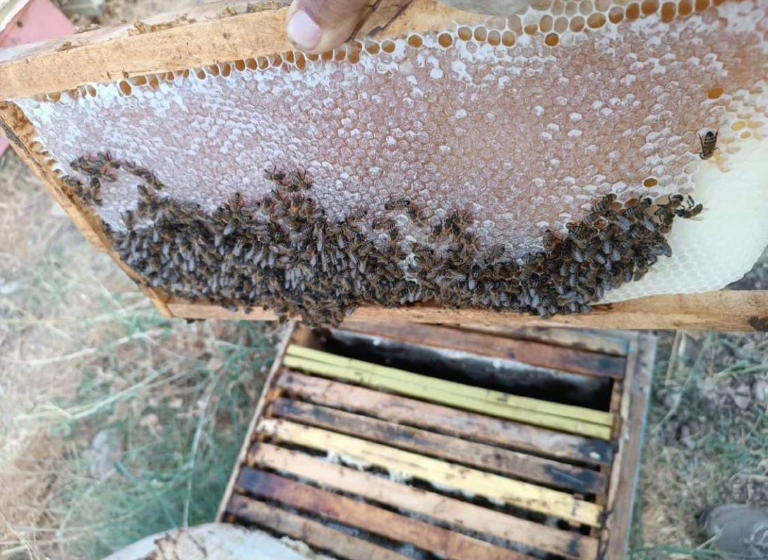 مێشهەنگەکانی ئاکرێ لەباڵ کەوتوون