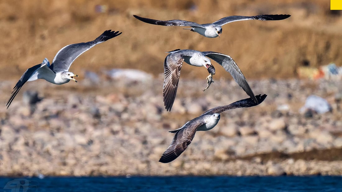 فۆتۆگرافه‌رێك دیمه‌نى شه‌ڕی نه‌وڕه‌سه‌كان له‌سه‌ر ماسی تۆمار ده‌كات