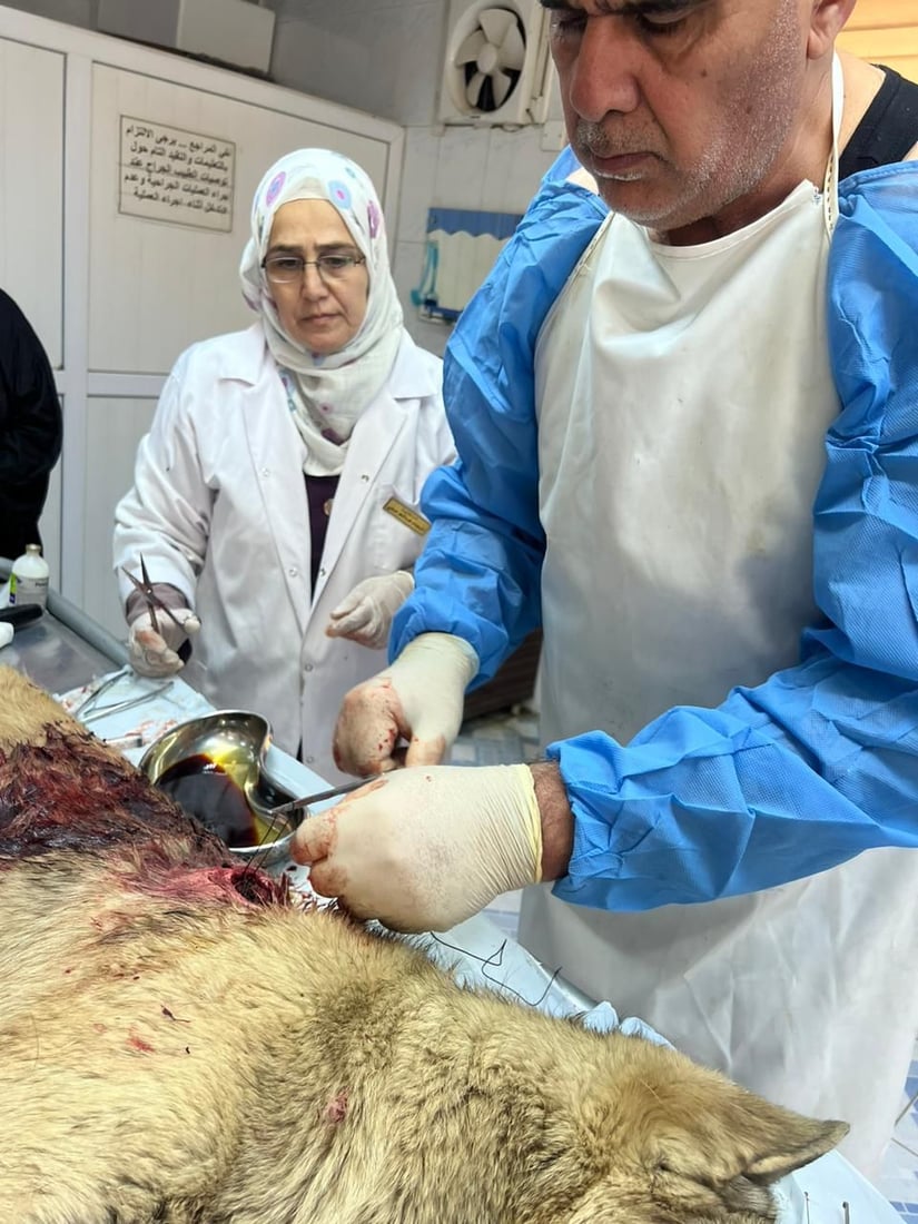 صور: إنقاذ “كلب” تعرض لإطلاق نار في كركوك.. رجال الدفاع المدني جلبوه للبيطرة