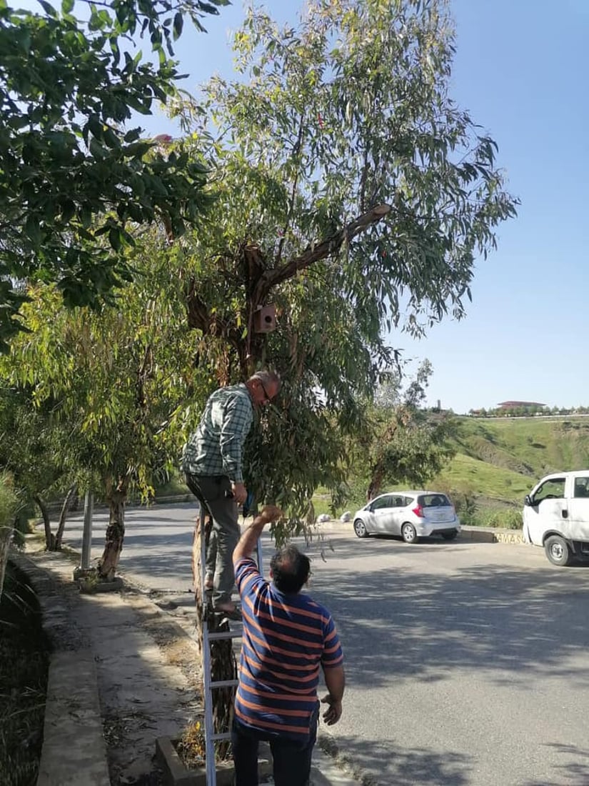 له‌ شه‌قڵاوه‌ هێلانه‌ى ده‌ستكرد بۆ باڵنده‌كان كێوییه‌كان دروست ده‌كرێت