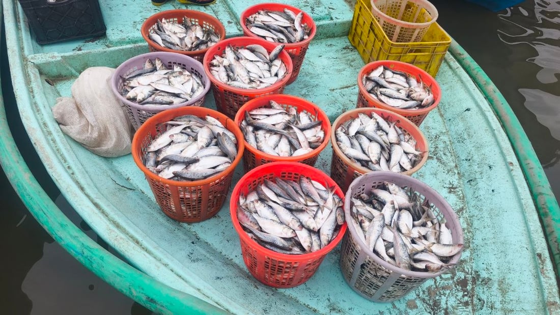 10 أطنان من الضلعة العملاقة.. أمطار وصيد وفير في بحر العراق (صور)