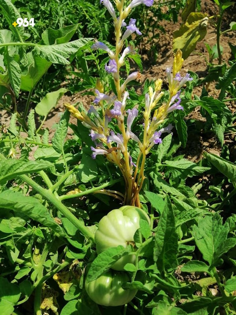 گورگە قڕانی بە تەماتەی برادۆست هێناوە