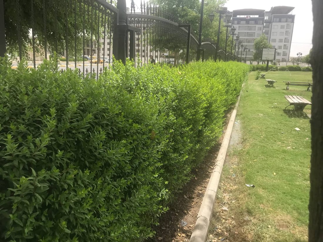 صور تهدئ الأعصاب: أشجار وثيل طبيعي لتزيين متنزهات البياع غربي بغداد