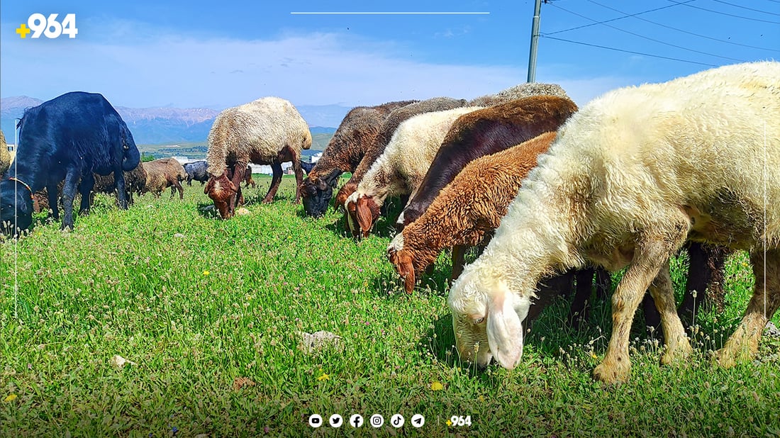 ئەمساڵ دەشتی شارەزوور سفرەیەکی رازاوەی بۆ خوانی ئاژەڵەکان راخستووە