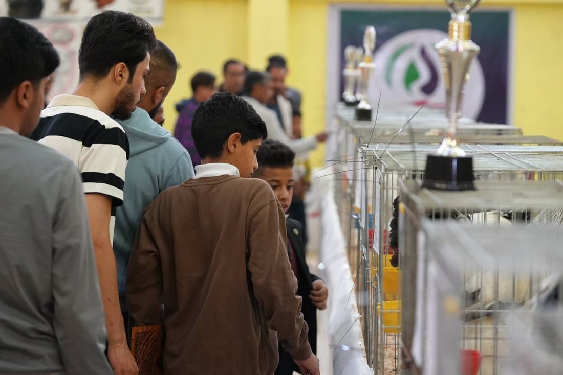 صور: دجاجة بصراوية وديك أربيلي أجمل طيرين في العراق.. مسابقة بإشراف تركي